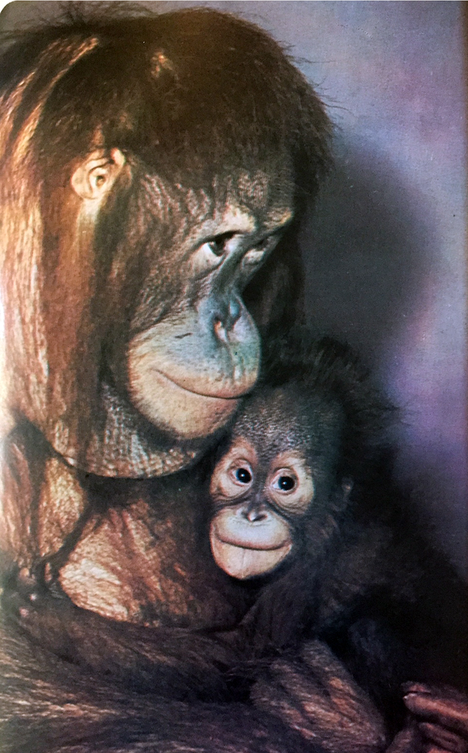 Brooklyn Virtual Book Fair