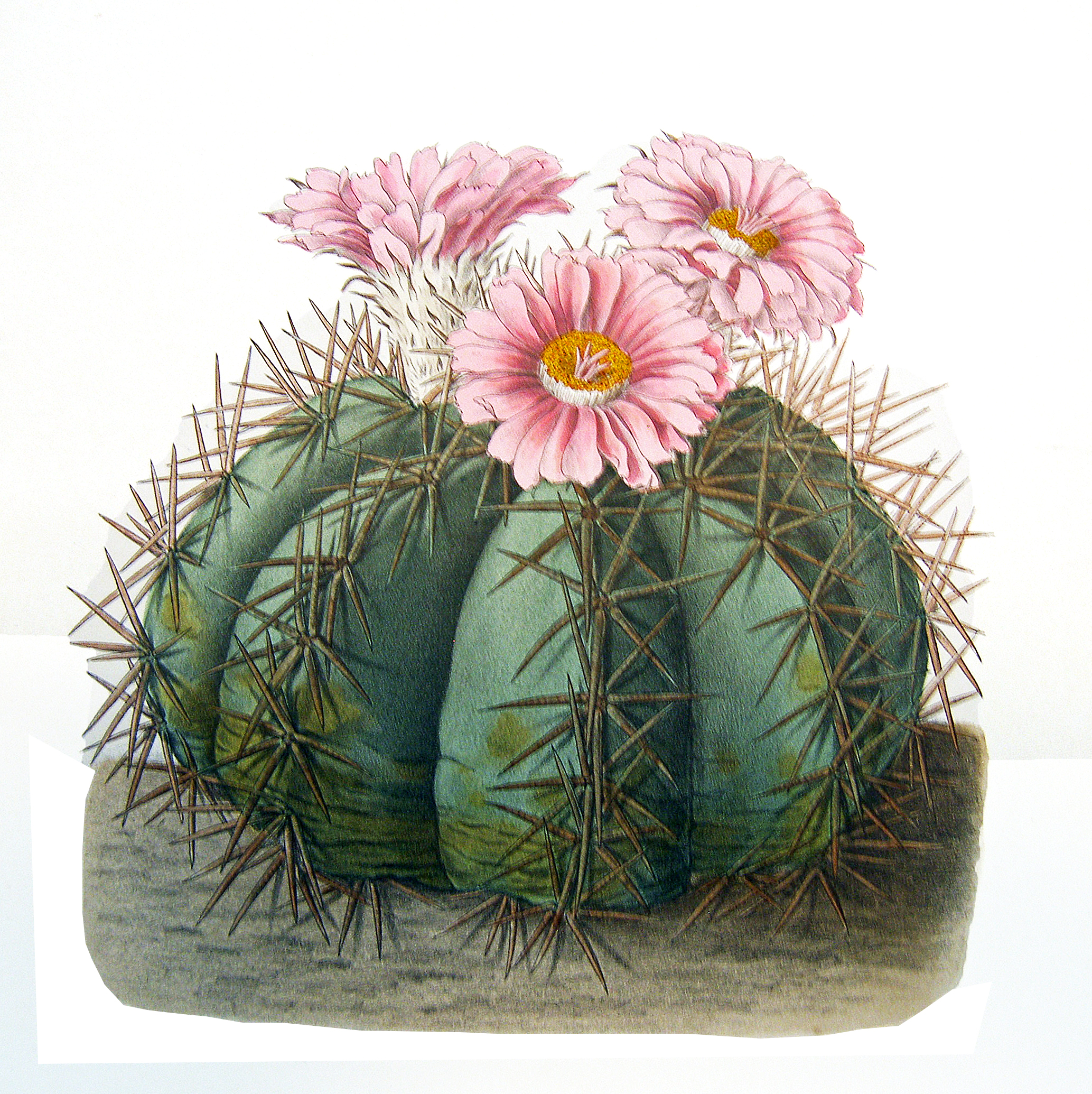 Rare Books LA Virtual Book Fair Catalogue